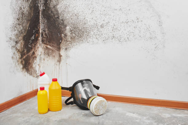 Best Mold Removal Company Near Me  in Piney Mountain, VA