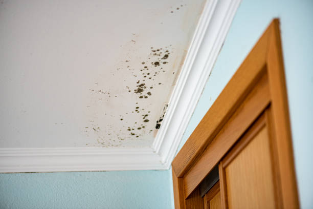 Best Mold Removal Specialists  in Piney Mountain, VA