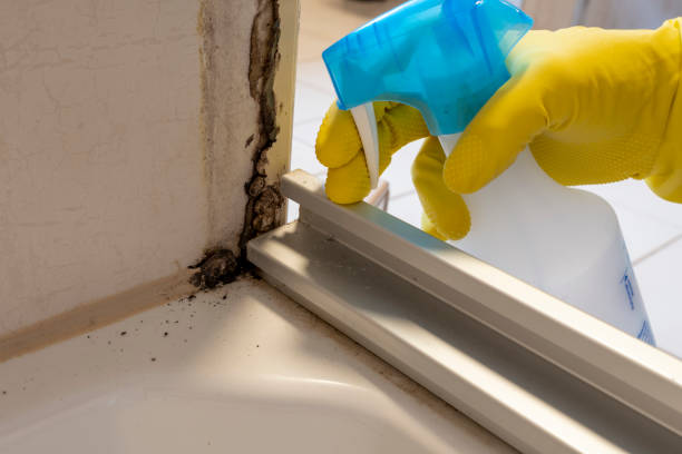 Attic Mold Removal in Piney Mountain, VA