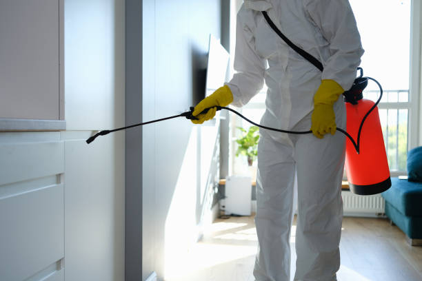 Best Attic Mold Removal  in Piney Mountain, VA