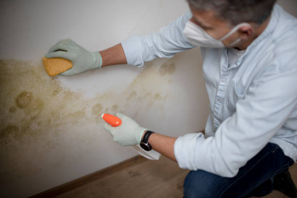 Best Emergency Mold Removal  in Piney Mountain, VA