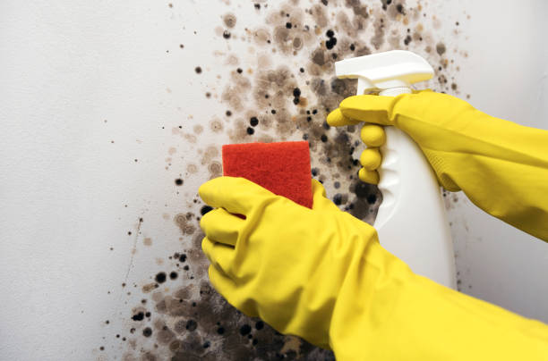 Water Damage Restoration in Piney Mountain, VA