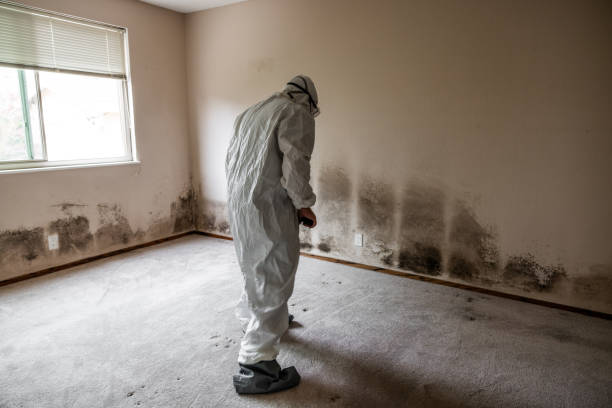 Best Certified Mold Removal  in Piney Mountain, VA