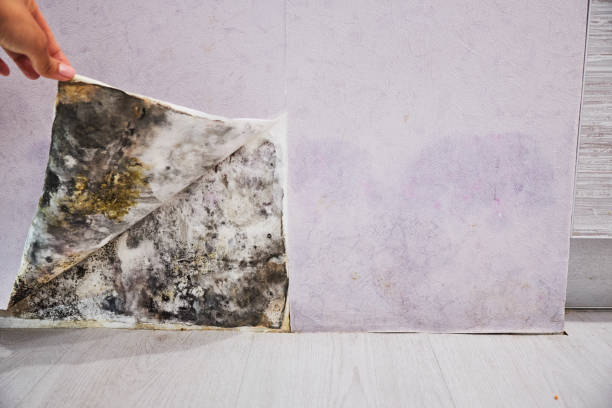Best Office Mold Removal Services  in Piney Mountain, VA